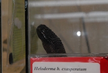 International Herp Symposium 2011