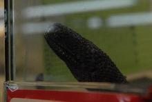 International Herp Symposium 2011