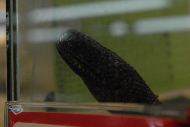 International Herp Symposium 2011