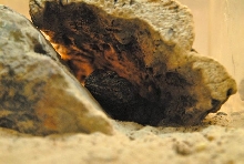International Herp Symposium 2011