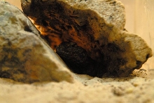 International Herp Symposium 2011
