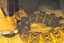 International Herp Symposium 2011