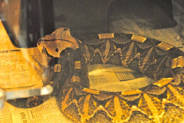 International Herp Symposium 2011
