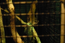 International Herp Symposium 2011