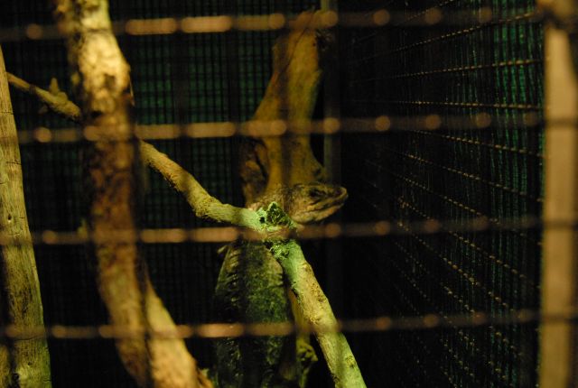 International Herp Symposium 2011
