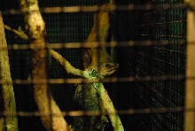 International Herp Symposium 2011