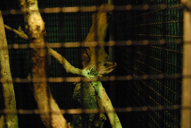 International Herp Symposium 2011