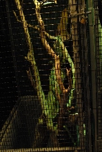 International Herp Symposium 2011