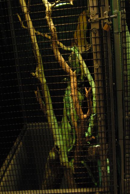 International Herp Symposium 2011