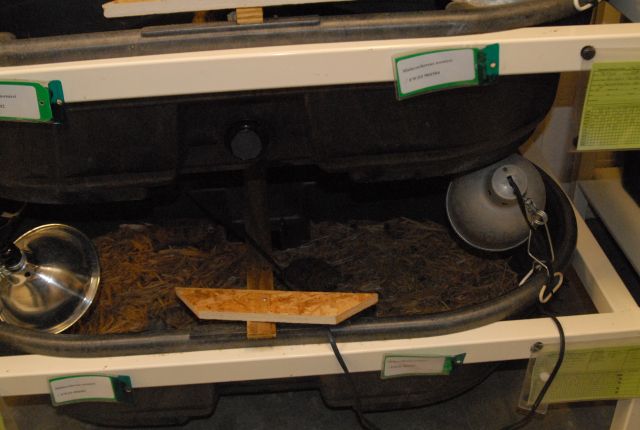 International Herp Symposium 2011