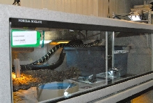 International Herp Symposium 2011