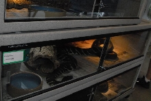 International Herp Symposium 2011