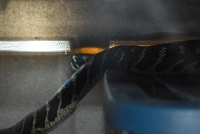 International Herp Symposium 2011