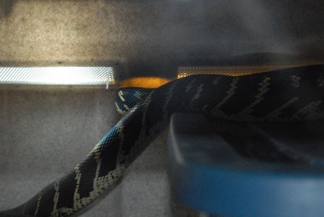 International Herp Symposium 2011