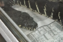 International Herp Symposium 2011