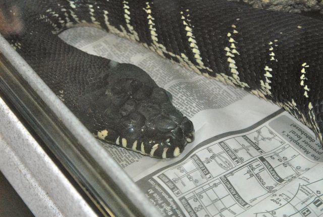 International Herp Symposium 2011