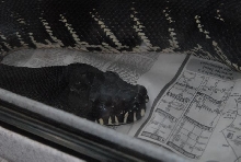 International Herp Symposium 2011