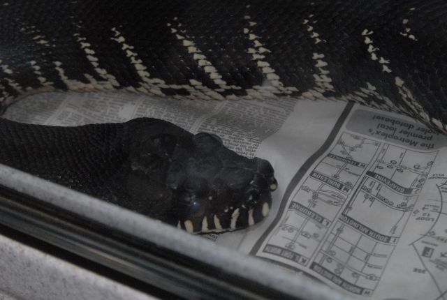 International Herp Symposium 2011