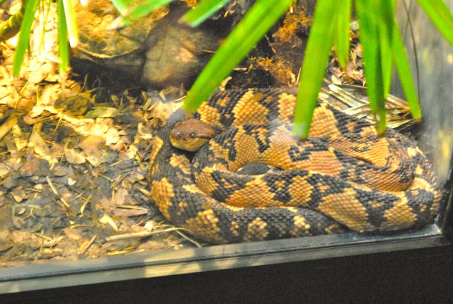 International Herp Symposium 2011