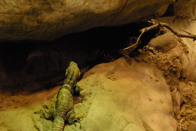 International Herp Symposium 2011