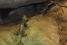 International Herp Symposium 2011