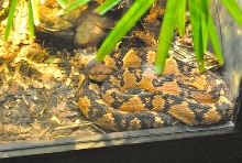 International Herp Symposium 2011