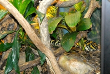International Herp Symposium 2011