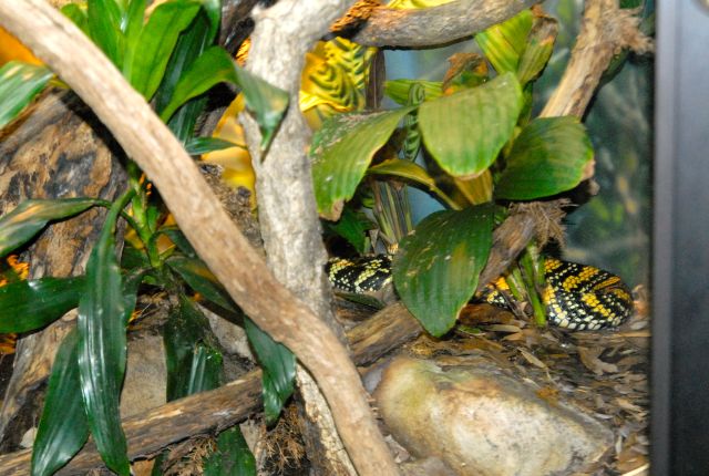 International Herp Symposium 2011