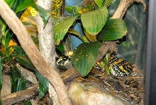 International Herp Symposium 2011