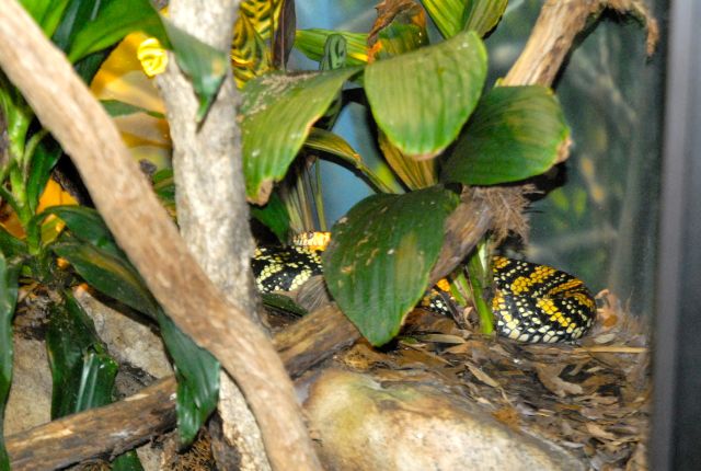 International Herp Symposium 2011