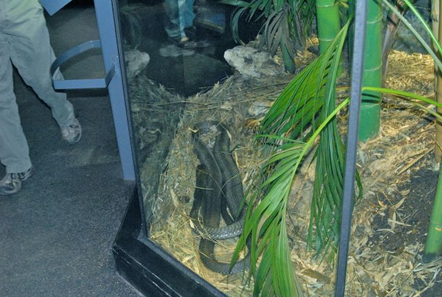 International Herp Symposium 2011