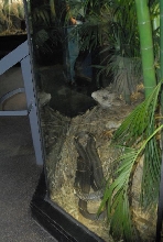International Herp Symposium 2011