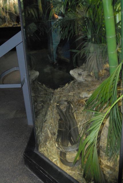 International Herp Symposium 2011