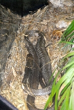 International Herp Symposium 2011