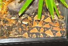 International Herp Symposium 2011