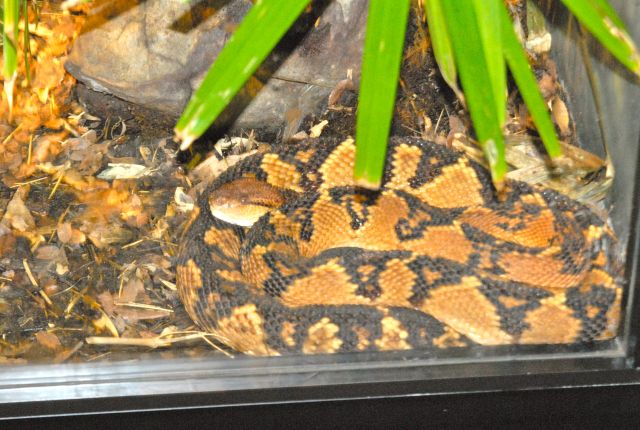 International Herp Symposium 2011