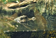 International Herp Symposium 2011