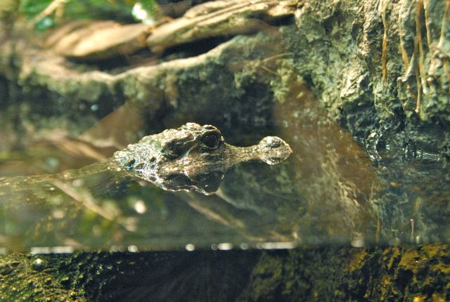 International Herp Symposium 2011