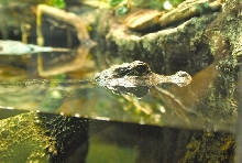 International Herp Symposium 2011
