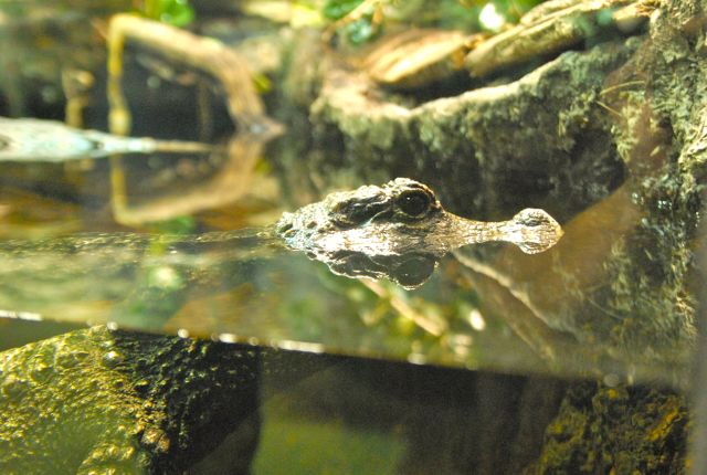 International Herp Symposium 2011