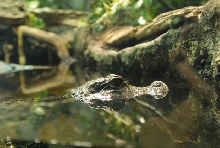 International Herp Symposium 2011