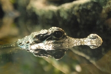 International Herp Symposium 2011