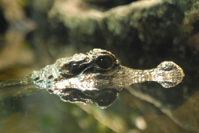 International Herp Symposium 2011