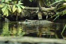 International Herp Symposium 2011