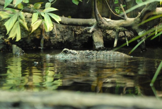 International Herp Symposium 2011