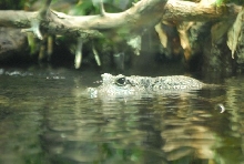 International Herp Symposium 2011