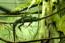 International Herp Symposium 2011