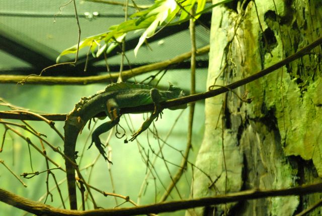 International Herp Symposium 2011