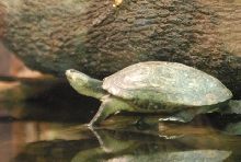 International Herp Symposium 2011