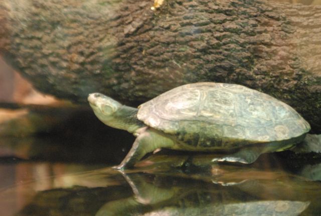 International Herp Symposium 2011